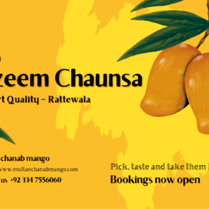 Azeem Chaunsa Mango Export Quality – Buy Multan Mango Online Direct From Farm