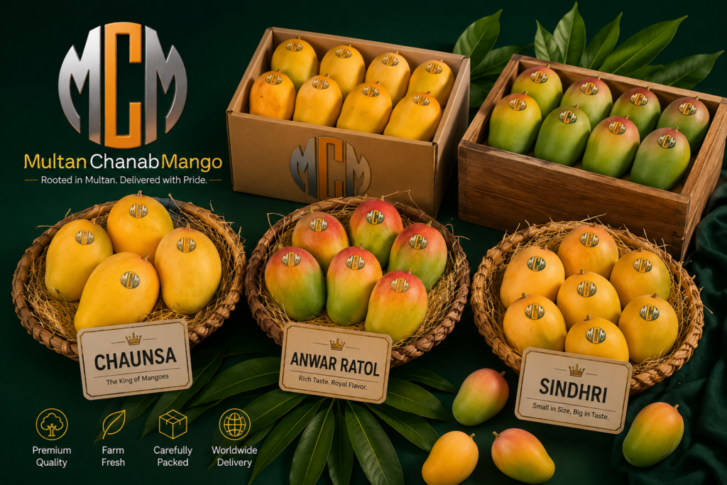 Premium Multani mango varieties Chaunsa, Anwar Ratol, Sindhri displayed together